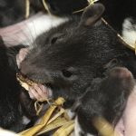 rat nest