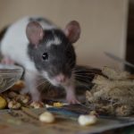 rat control