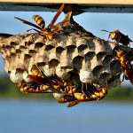wasp nest