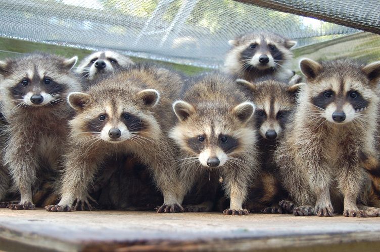 raccoons