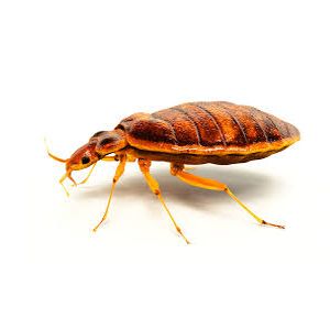 Pest Control - Bed Bugs