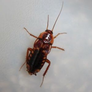 Pest Control - Cockroaches