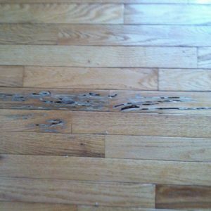 Wood Damage