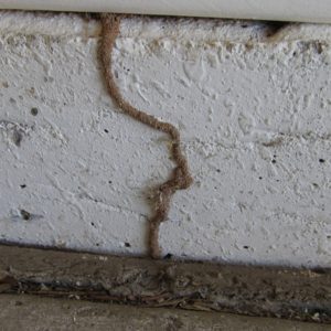 termite mud tubes