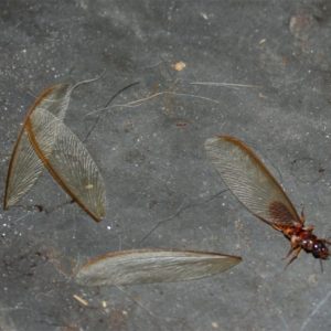 Termite Wings