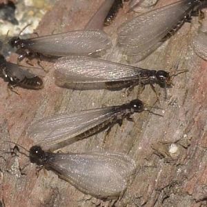 Pest Control - Termites