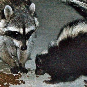 Pest Control - Wildlife