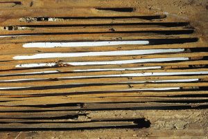 carpenter ant damage