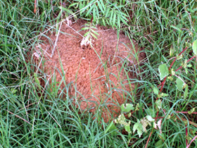 fire ant mound