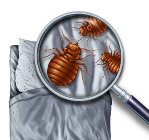 bed bug inspection