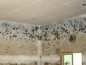 mold and mildew