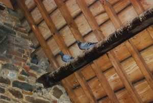 pigeons in attic