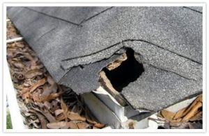 roof damage from wildlife