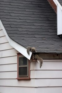 squirrel intrusion