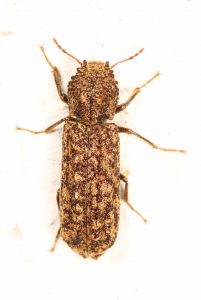powderpost beetle