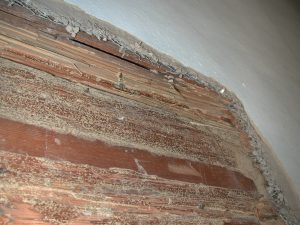termite damage repair