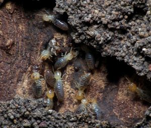 termites