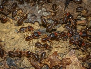 Macrotermes termites