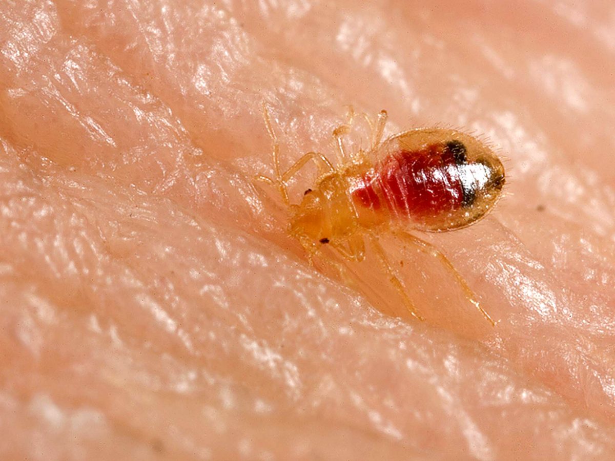 5 Places You Can Pick Up Bed Bugs EcoTek Termite and Pest Control