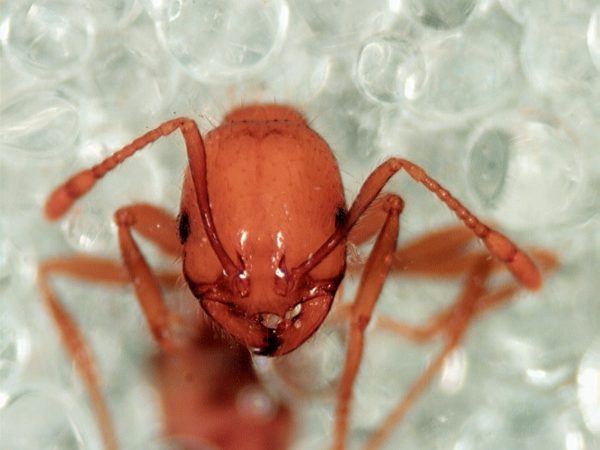 Characteristics of a Fire Ant - EcoTek Termite and Pest ...