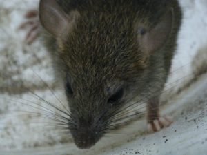 rat in driveway