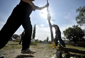 remove wood from yard