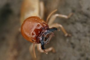 giant northern termite