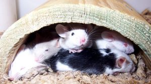 The Best Ways to Prevent Rodents