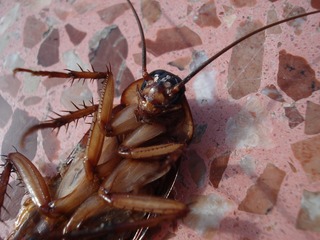 dead roach